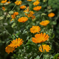 Orange Calendula (Calendula officinalis)