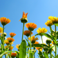 Orange Calendula (Calendula officinalis)