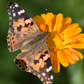 Orange Calendula (Calendula officinalis)