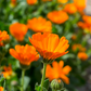 Orange Calendula (Calendula officinalis)