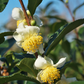 Green Tea (Camellia sinensis)