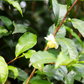 Green Tea (Camellia sinensis)