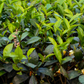 Green Tea (Camellia sinensis)