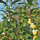 Green Tea (Camellia sinensis)