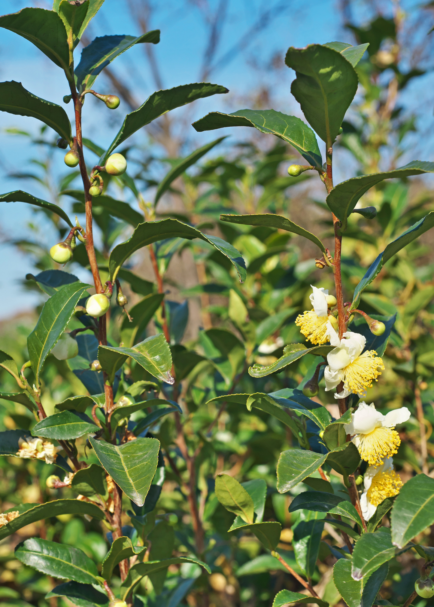 Green Tea (Camellia sinensis)