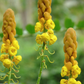 Candle Bush, King of the Jungle (Senna alata, Cassia alata)