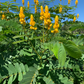 Candle Bush, King of the Jungle (Senna alata, Cassia alata)
