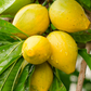 Canistel 'Trompo' (Pouteria campechiana)