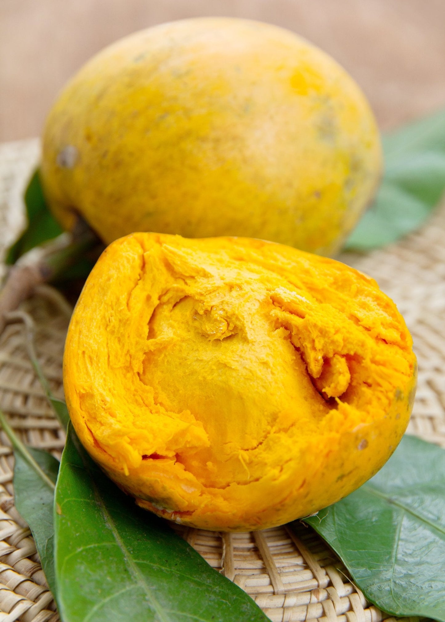 Canistel 'Arue' (Pouteria campechiana)