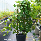 Grape 'Carlos' (Vitis rotundifolia 'Carlos')