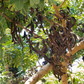 Carob (Ceratonia siliqua)