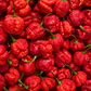 Carolina Reaper (Capsicum chinense)