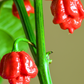 Carolina Reaper (Capsicum chinense)