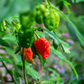 Carolina Reaper (Capsicum chinense)