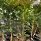Cashew, Red (Anacardium occidentale)