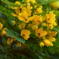 Cassia Cinnamon (Cinnamomum cassia)
