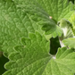 Catnip (Nepeta cataria)