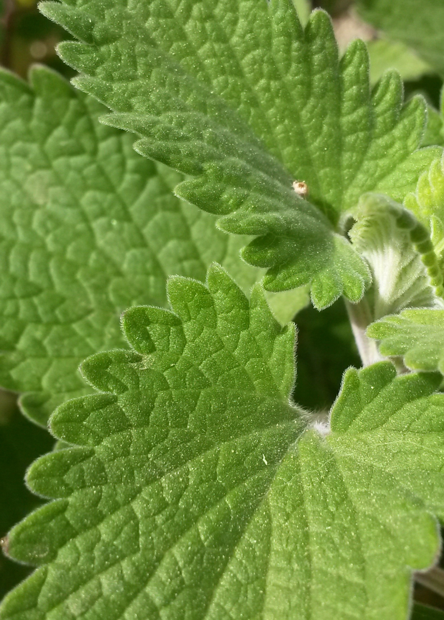 Catnip (Nepeta cataria)