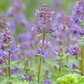 Catnip (Nepeta cataria)
