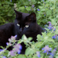 Catnip (Nepeta cataria)