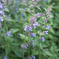 Catnip (Nepeta cataria)