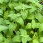 Catnip (Nepeta cataria)