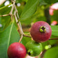 Guava, Strawberry (Psidium cattleianum)