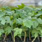 Chaya, Mexican Tree Spinach (Cnidoscolus aconitifolius)