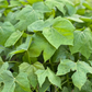 Chaya, Mexican Tree Spinach (Cnidoscolus aconitifolius)