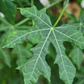 Chaya, Serrated (Cnidoscolus aconitifolius var. serratifolius)