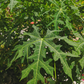 Chaya, Serrated (Cnidoscolus aconitifolius var. serratifolius)