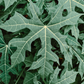 Chaya, Serrated (Cnidoscolus aconitifolius var. serratifolius)