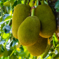 Jackfruit 'Cheena' (Artocarpus heterophyllus x Artocarpus integer)