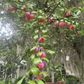 Chickasaw Plum (Prunus angustifolia)