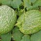 Chilacayote Squash (Cucurbita ficifolia)