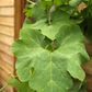 Chilacayote Squash (Cucurbita ficifolia)