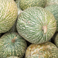 Chilacayote Squash (Cucurbita ficifolia)