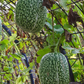 Chilacayote Squash (Cucurbita ficifolia)