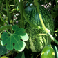 Chilacayote Squash (Cucurbita ficifolia)