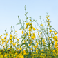 Chipilín (Crotalaria longirostrata)