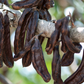 Carob (Ceratonia siliqua)
