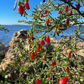 Christmasberry (Lycium carolinianum)