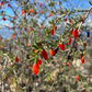 Christmasberry (Lycium carolinianum)
