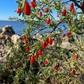 Christmasberry (Lycium carolinianum)