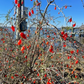 Christmasberry (Lycium carolinianum)
