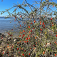 Christmasberry (Lycium carolinianum)
