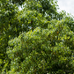 Camphor (Cinnamomum camphora)