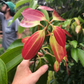 Cinnamon (Cinnamomum verum)