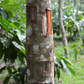 Cinnamon (Cinnamomum verum)