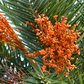 Cliff Date Seedling (Phoenix reclinata)